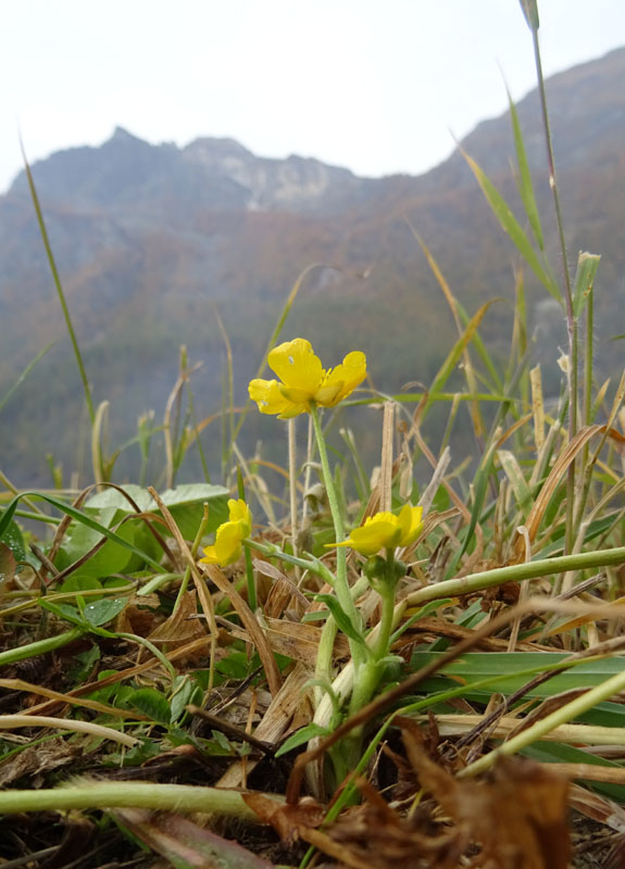 Ranunculus sp.